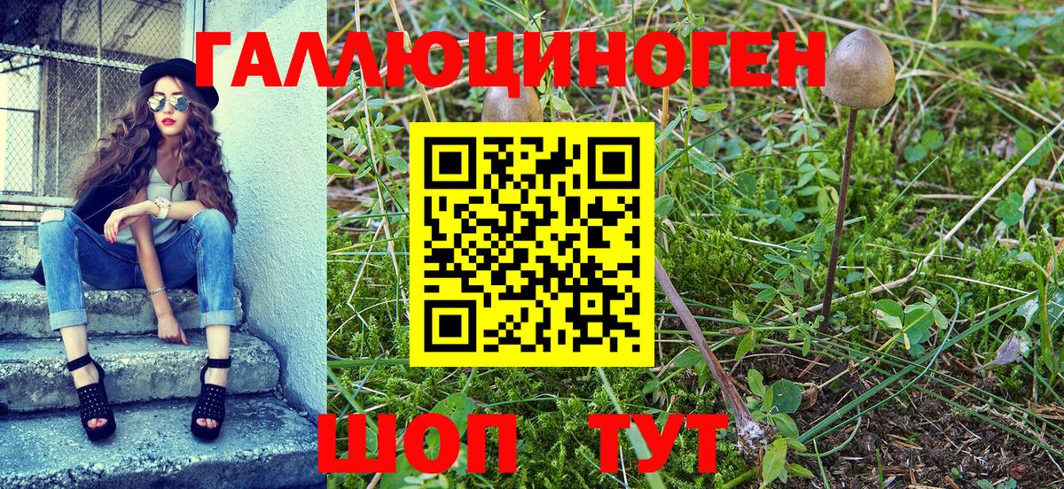 Галлюциногенные грибы Psilocybe Нижнекамск